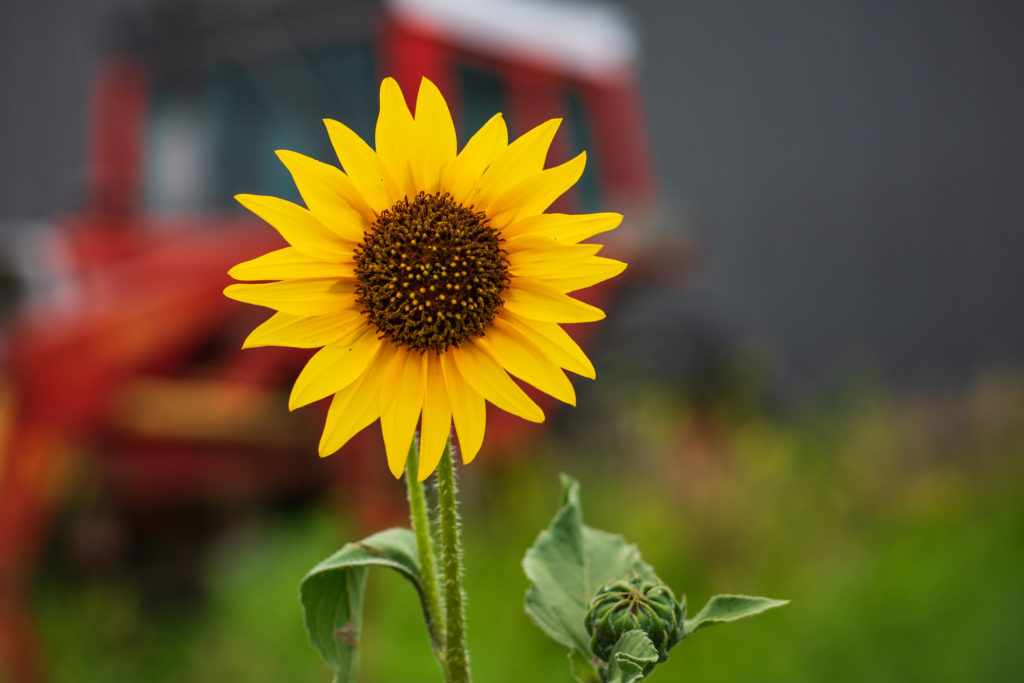 Close up photo of a sunflower with a tractor in the background.