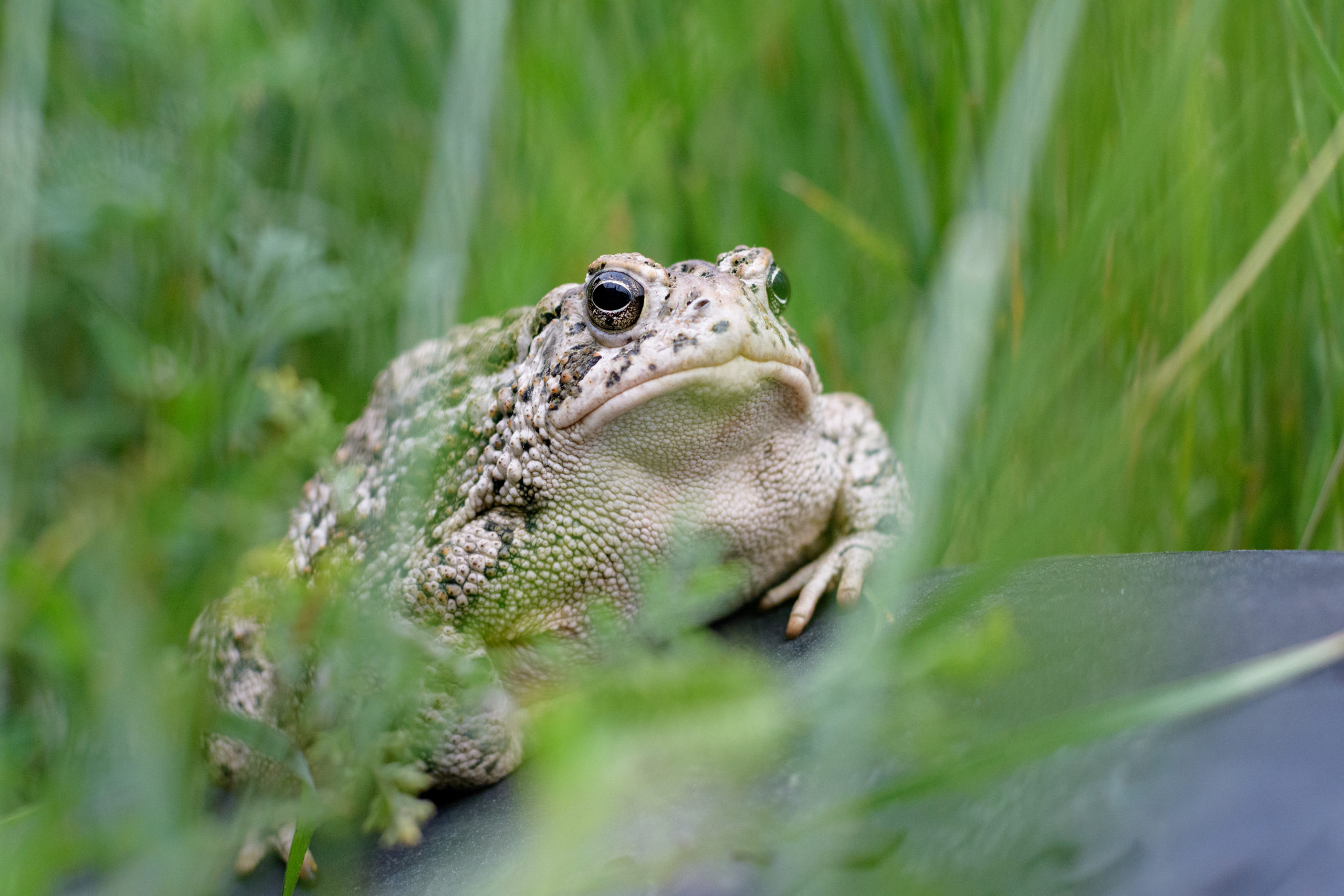 Close up photo of a wild toad on a rubber tire in the tall grass.